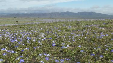 Un primer vistazo a las flores que se apoderan del paisaje nortino.