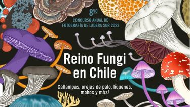 Sal a explorar el reino fungi y postula tu mejor foto para ganar viajes y premios