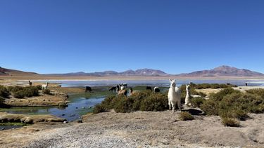Salar de Tara, ecosistema amenazado por la minería.