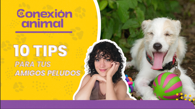 Conexion animal 10 tips para tus amigos peludos.png