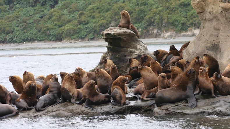 lobos marinos.jpg
