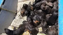 Aves paralizadas y estampidas de lobos marinos: Los impactos de los fuegos artificiales en animales