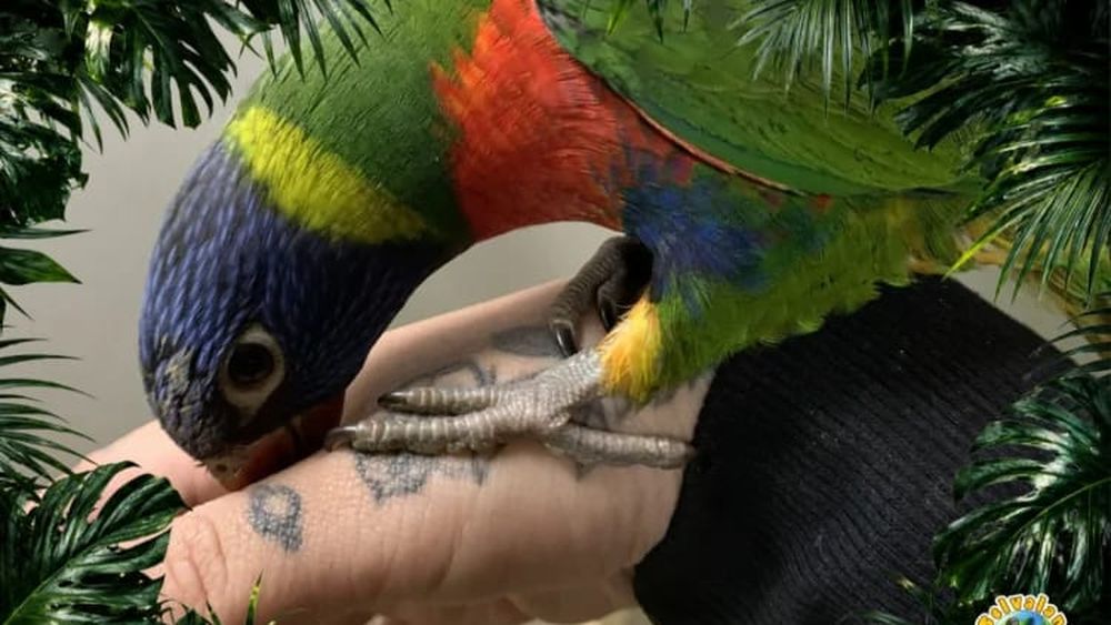 Aves exóticas se toman las vacaciones de invierno en Santiago.&nbsp;