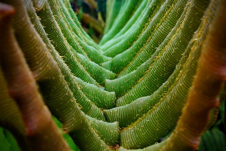 La textura detallada de unas hojas exhiben la belleza de la flora que compone los paisajes naturales