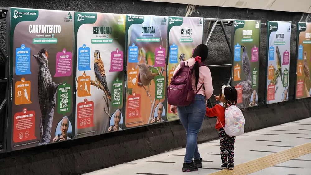 Metro se convierte en galería de aves: Muestran las que más se ven en Santiago con QR para oír sus cantos