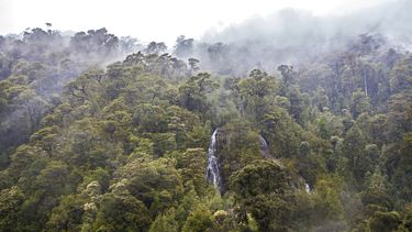Día mundial del medio ambiente, las enfermedades ecológicas de la agricultura chilena