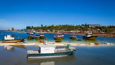 Pesca artesanal pide acceso a nuevas pesquerías ante escasez de la jibia e impacto económico local