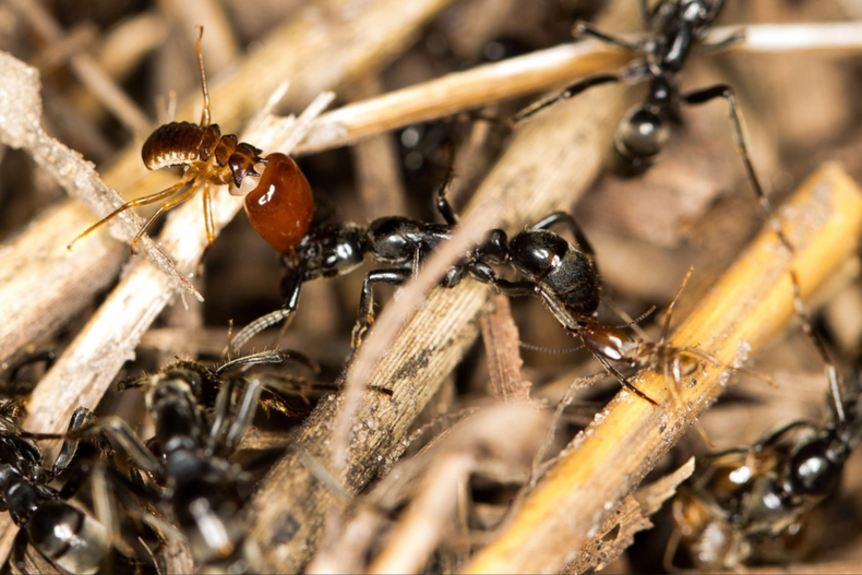 confirman que hormigas carpinteras tiene medicas cirujanas que amputan extremidades heridas.png