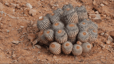 El Desconcierto | cactus (1).png