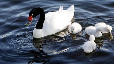 El Desconcierto | Cisnes 960x709 1.jpg