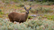 Huemul.&nbsp;
