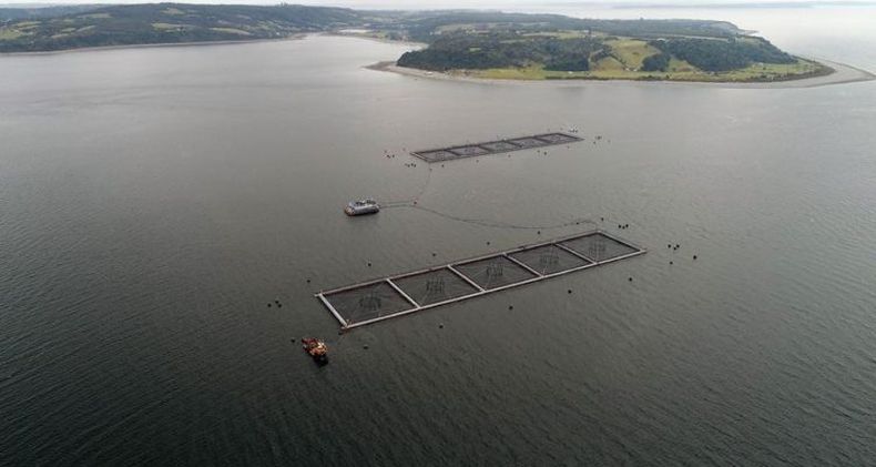 salmonera pierde 900 mil peces no aptos para el consumo humano en los lagos e1530978495440 750x400 1.jpg