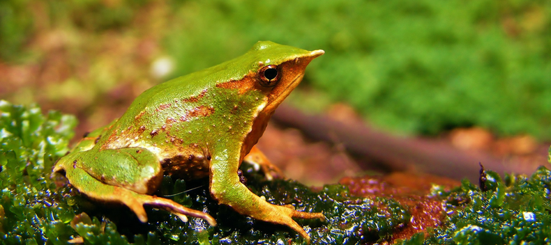 Programas de protección de la ranita de Darwin y flamencos altoandinos reciben máxima distinción internacional. Créditos: ONG Ranita de Darwin.&nbsp;