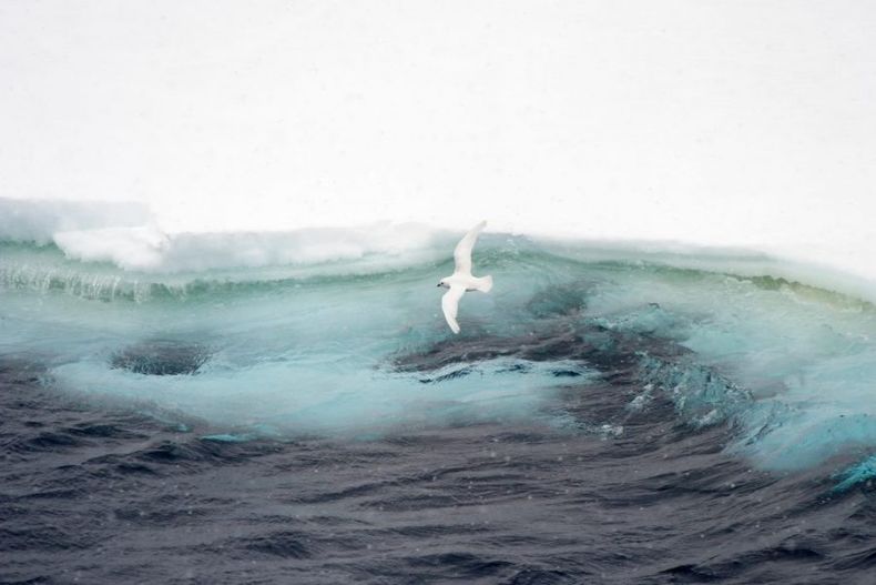 Petrel_de_las_nieves_Antartida_Alamy_E7RH83 1024x683 1 e1662733853419.jpg