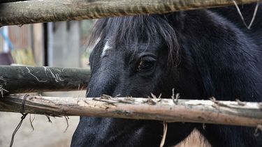 Demandaron a SAG por sacrificar caballos presuntamente enfermos: Corte desestimó reclamación