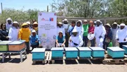 el aporte de las abejas a la seguridad alimentaria en el desierto: convenio fomenta la apicultura en provincia del tamarugal