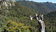 Bosque nativo en el Parque Nacional Alerce Costero. Bosque nativo en el Parque Nacional Alerce Costero.