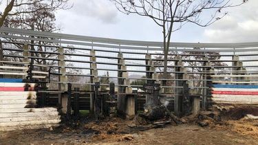 No podrá funcionar estas Fiestas Patrias: Medialuna de Curacaví es incendiada por animalistas