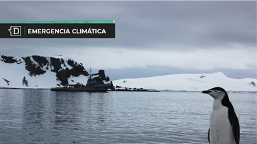 El Desconcierto | Pinguinos en la Antartica chilena.png