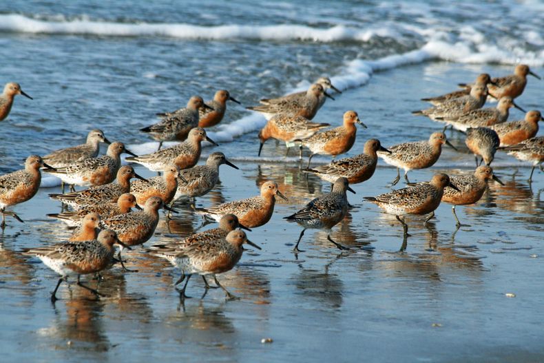 Red Knot_Calidris_canutus_RWD3 1 scaled.jpg