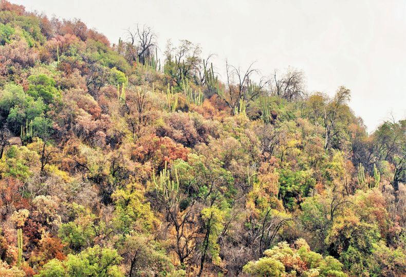 FOTO 5. BOSQUE ESCLEROFILO CON PERDIDA DE COLOR PARDEAMIENTO POR MEGASEQUIA SECTOR CALEU R. VALPARAISO Foto Benito Rosende 2019. scaled.jpeg