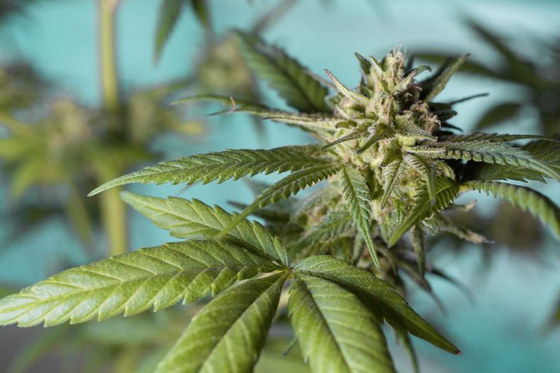 marijuana leaf 5315557_1280.jpg