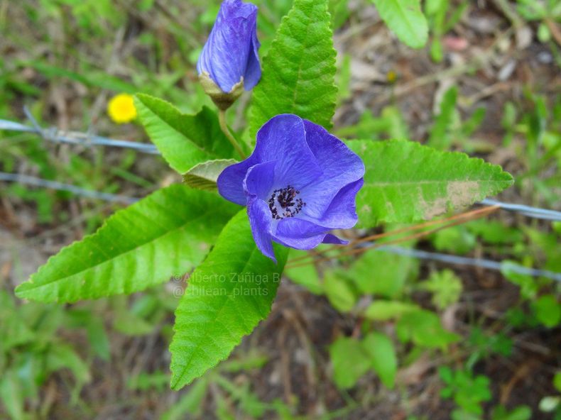 Se busca salvar una planta clave para la biodiversidad del sur de Chile - X: @chilean_plants