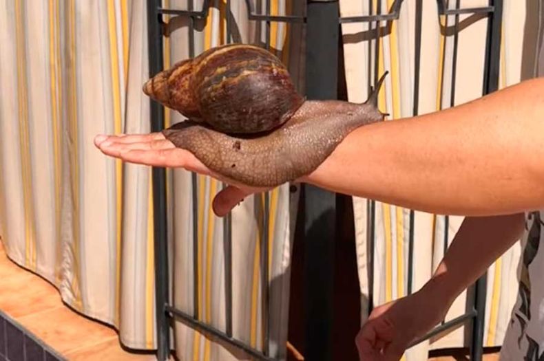 caracol gigante africano.jpg