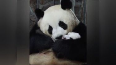 VIDEO| Emotivo reencuentro entre panda bebé y su mamá: Abrazos y mimos sacaron aplausos
