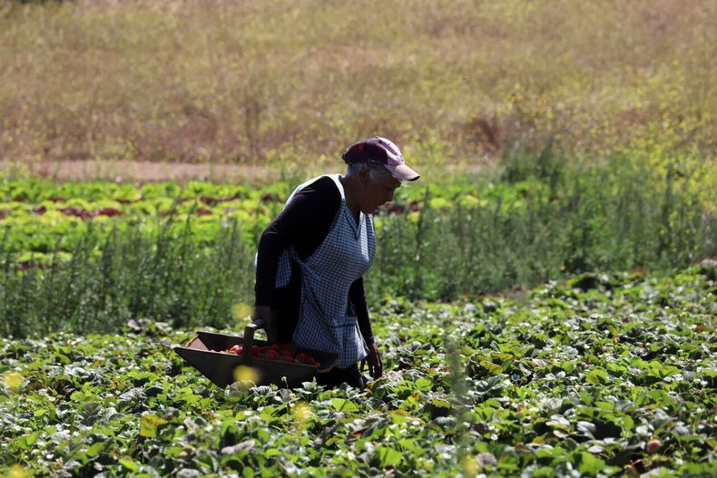 Mujeres tienen alto desempleo en Chile - Agencia Uno