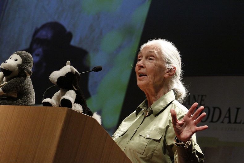 2724 jane goodall.jpg