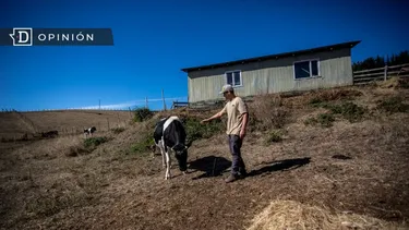 El Desconcierto | 17105 imagen de un campesino junto a una vaca.webp