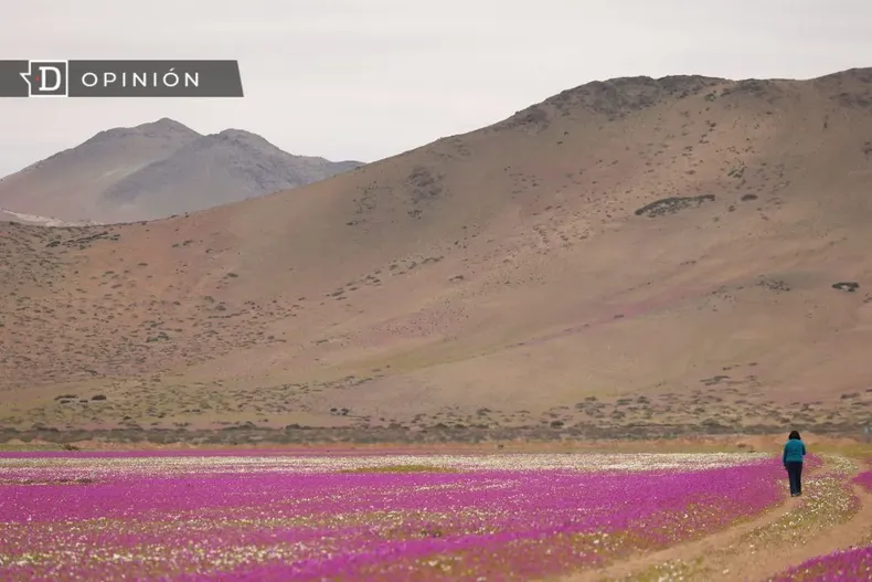 30310 una mujer caminando en el desierto florido.webp