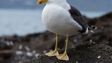 Decenas de gaviotas dominicanas mueren por residuos industriales mal gestionados en pesquera de Ancud denuncia SMA