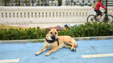 Perros acompañaban a humanos hace más de 15.000 años, según estudios genéticos / Agencia Uno