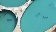 Delfines en cautiverio en parque marino y maltrato animal.&nbsp;