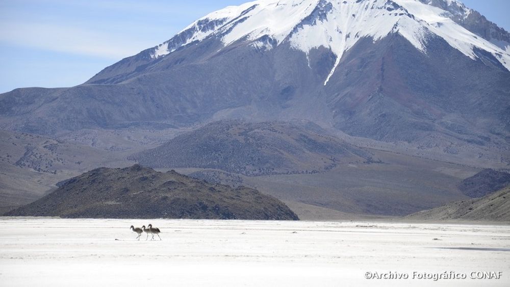 Estado se lanza contra otra minera por daño ambiental en salar y por afectar a flamencos