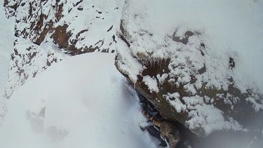 VIDEO| Videos muestran que el gato andino no huye de la nieve, sino que vive en ella