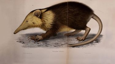 El Desconcierto | solenodon rodents 1200x800 1.jpg