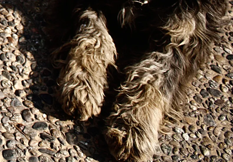 14547 perro.webp