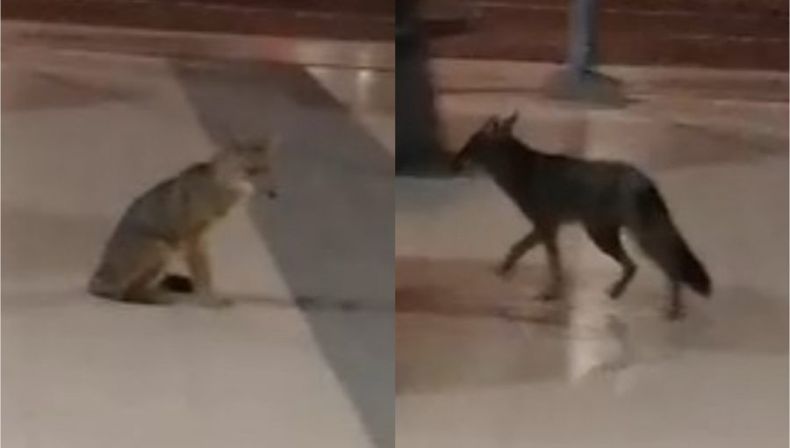 Zorro en santiago.jpg