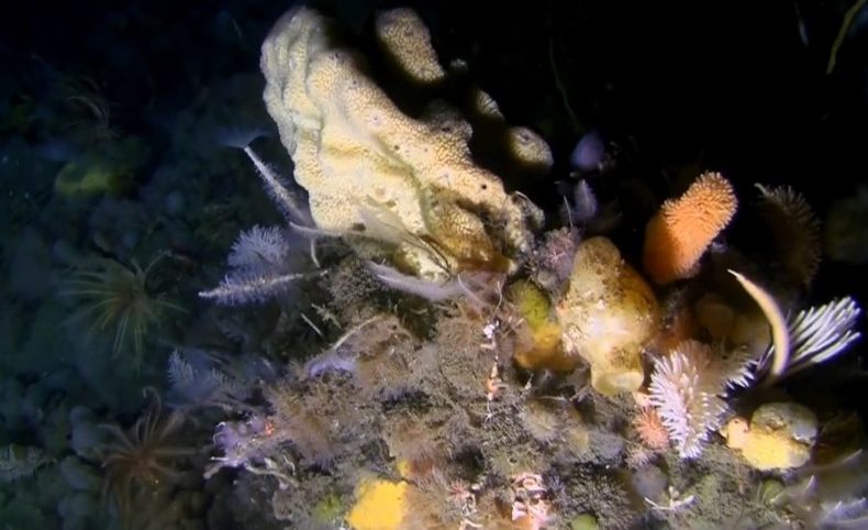 coral e1684447199689.jpg