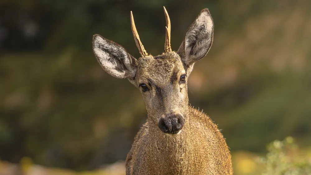 El huemul, ciervo en extinción más austral del mundo, entrega esperanzadoras noticias a Chile: Confirman nuevos hallazgos