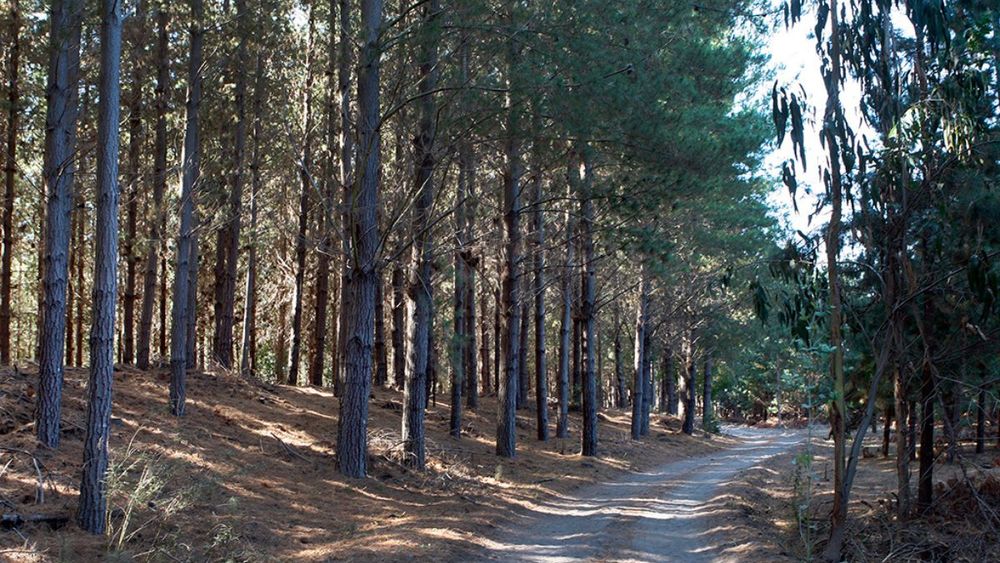 Selección asistida por marcadores genéticos anticiparía el potencial de adaptación de árboles frente a sequía y vientos, beneficiando a empresas forestales.