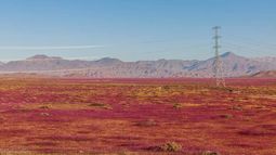 Desierto florido: Experto en botánica llama a no cortar las flores y no acercarse demasiado