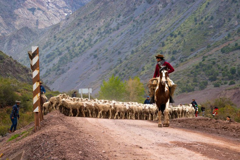 Ganadería tashumante en los Andes centrales.&nbsp;