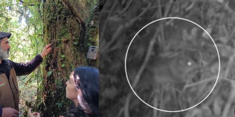 Detectan monito del monte en Aysén / Conaf
