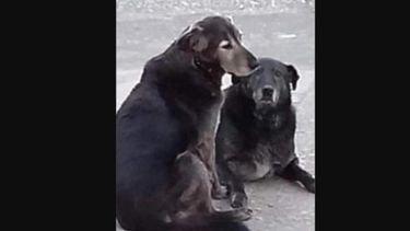 Triste final de perritos comunitarios de Valdivia: Encuentran sus cuerpos enterrados