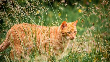 El Desconcierto | gatos australia2 1.jpg
