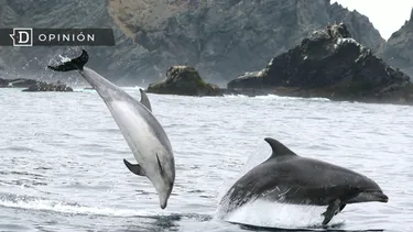 El Desconcierto | 9457 archipielago de humboldt.webp